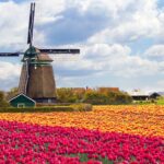 Where to see the most beautiful tulips in the Netherlands