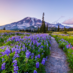 The Enduring Appeal of Country Trails: A Slower Way to Experience the Outdoors