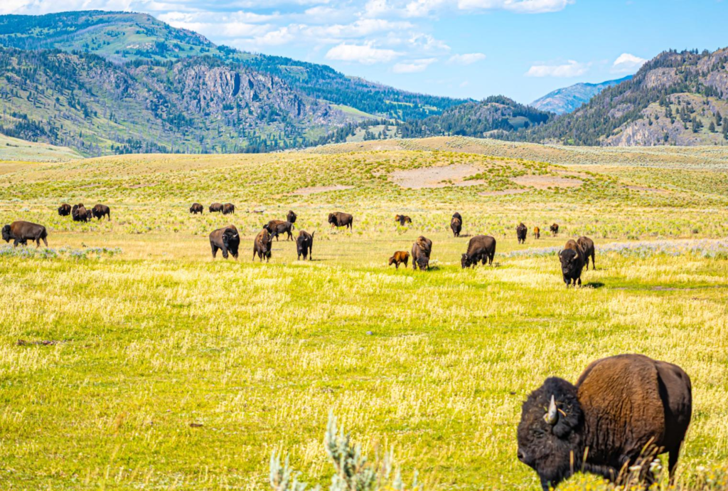 America’s Landmark Destinations and the Histories That Shaped Them