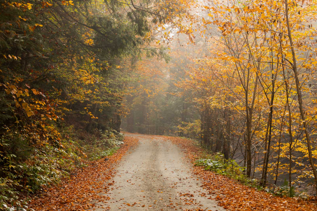 Country Trails Across the U.S.: Routes That Reveal the Character of Each Region