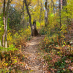 From Farmland to Forest Paths: The Many Faces of America’s Country Trails