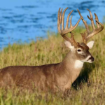 What First-Time Visitors Often Notice About Walking Country Trails