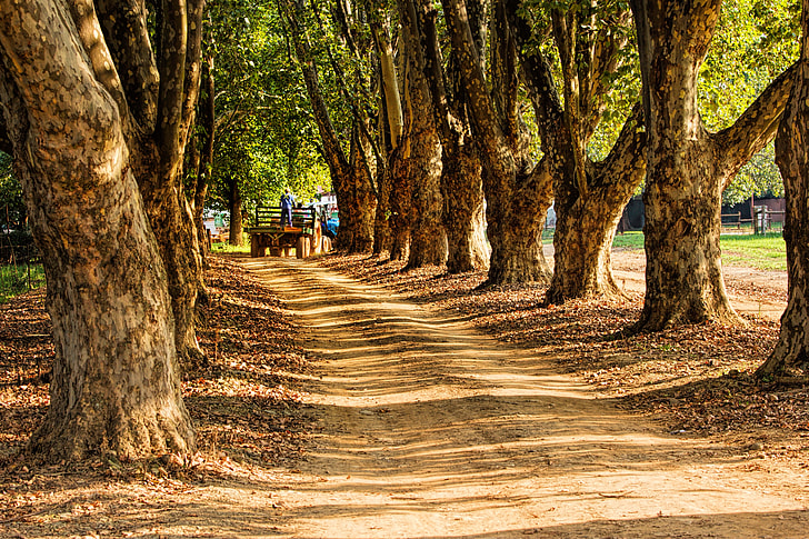 The Quiet Appeal of Country Trails: How Rural Paths Are Drawing a New Generation of Walkers