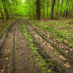 Country Trails in Every Season: What Makes Each Time of Year Unique