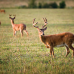The Small Details That Make Walking Country Trails So Memorable